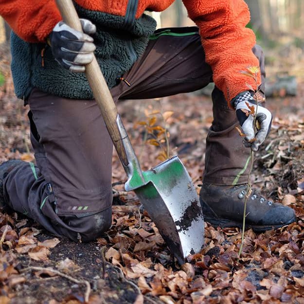 Eine Person kniet auf dem Boden und pflanzt einen Setzling. In der Nähe steht eine Schaufel, umgeben von abgefallenen Blättern.