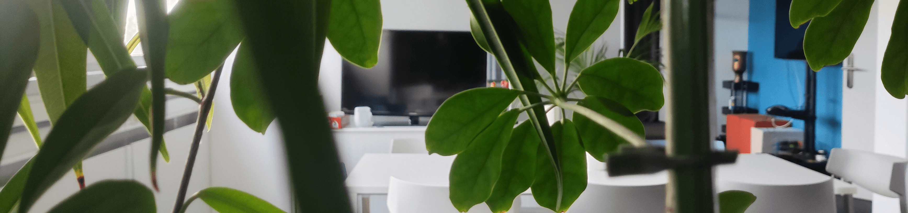 Büro Finanzchef24 mit grünen Pflanzen im Vordergrund