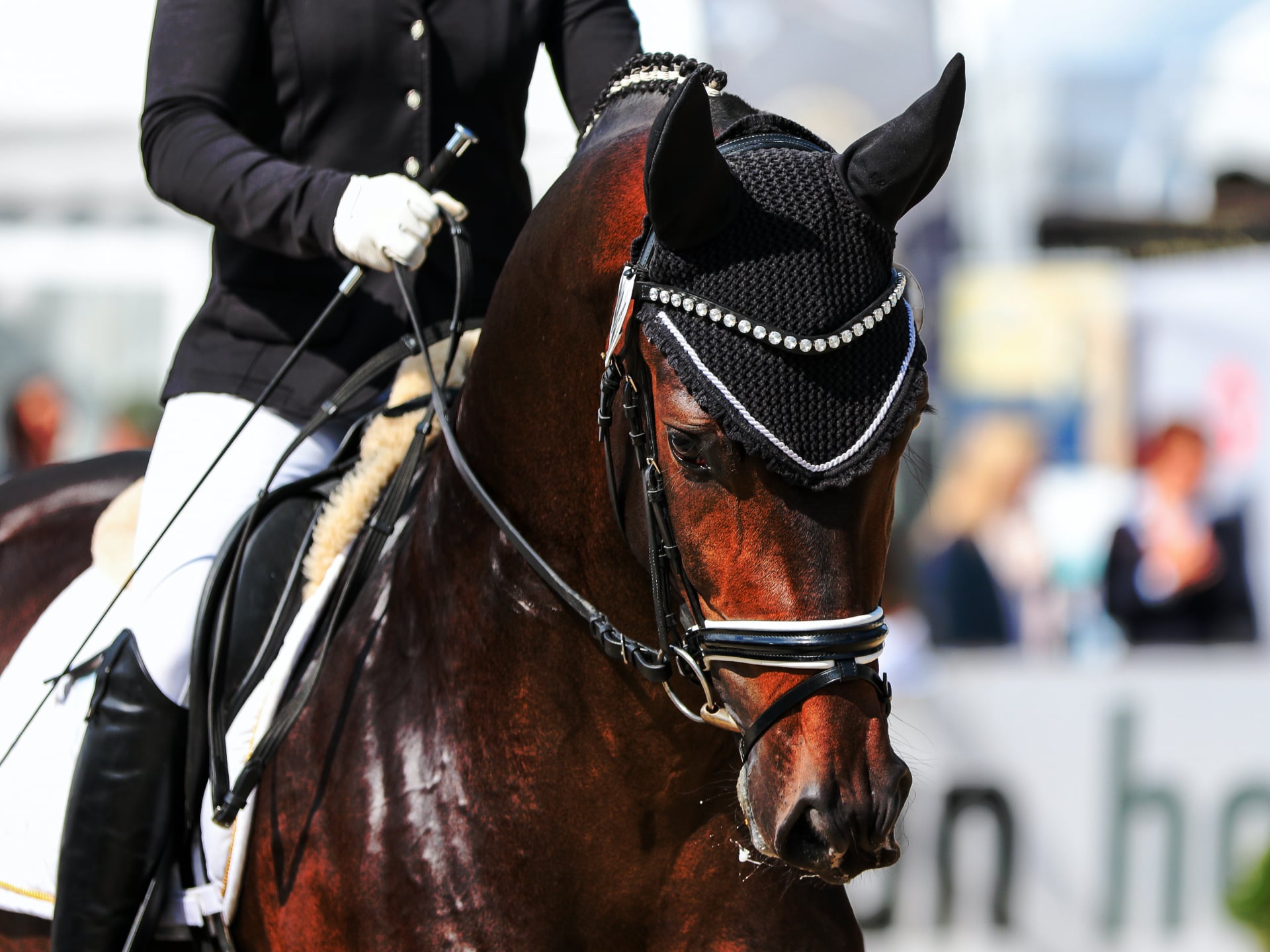 Schnell und einfach zur Haftpflicht für Reitlehrer