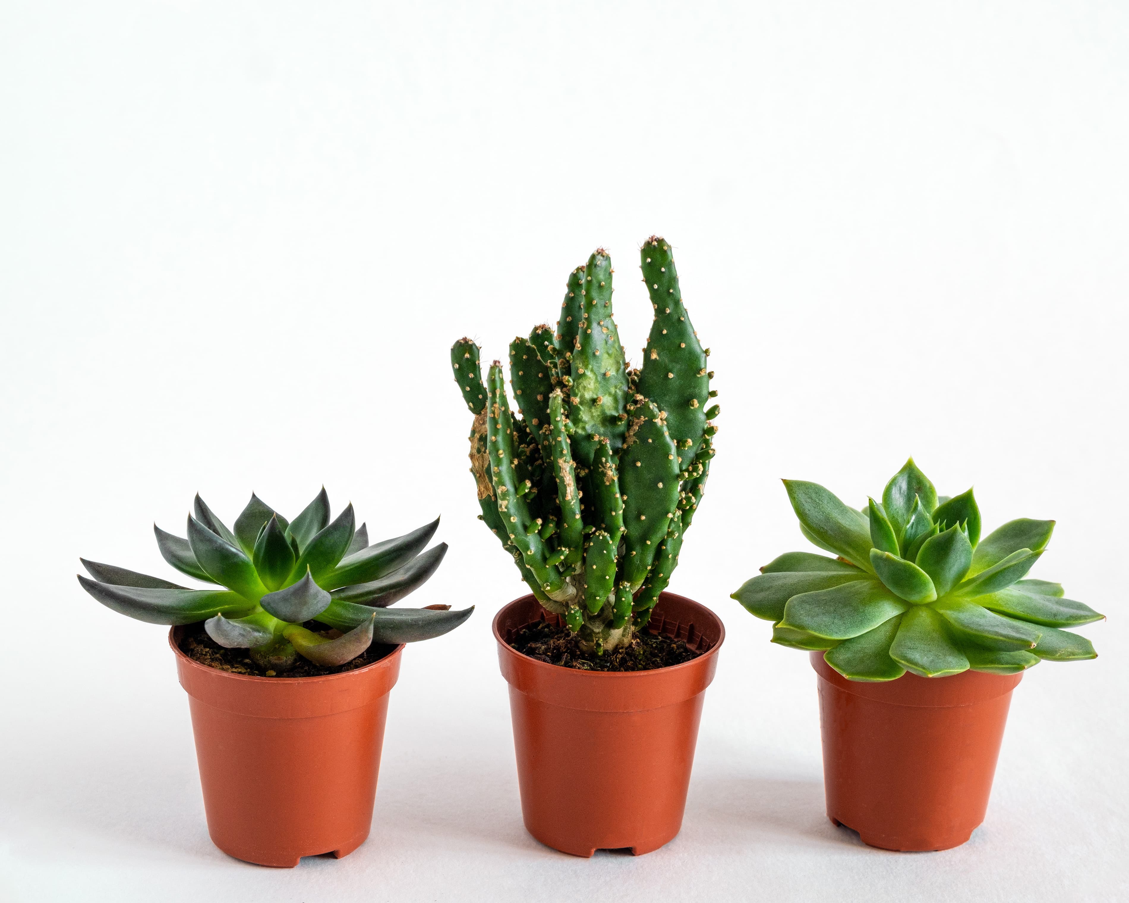 Drei kleine Sukkulenten stehen nebeneinander vor einem weißen Hintergrund.