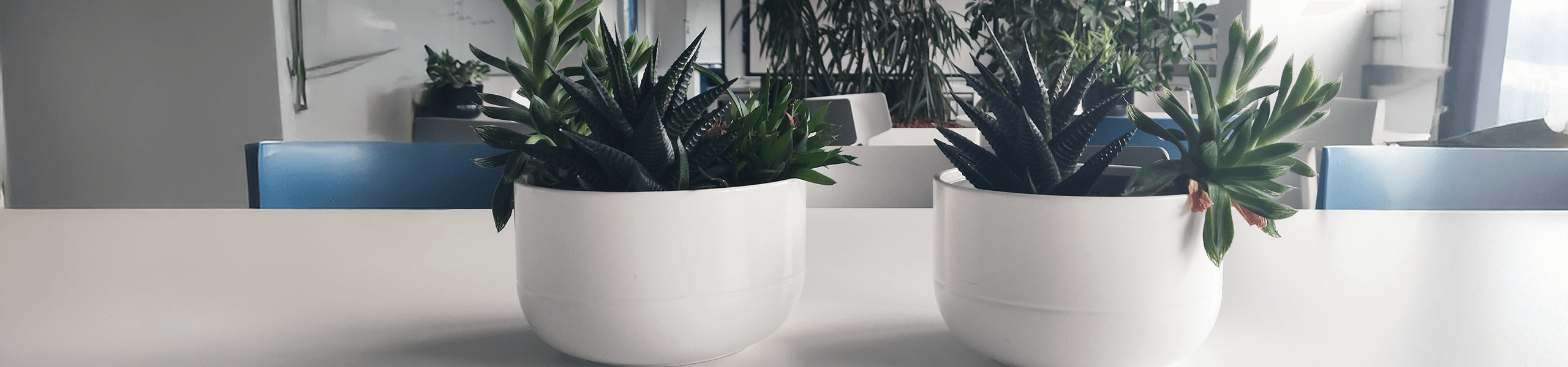 Zwei Pflanzen auf dem Tisch im Büro